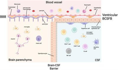 Recent advances in understanding the human host immune response in tuberculous meningitis